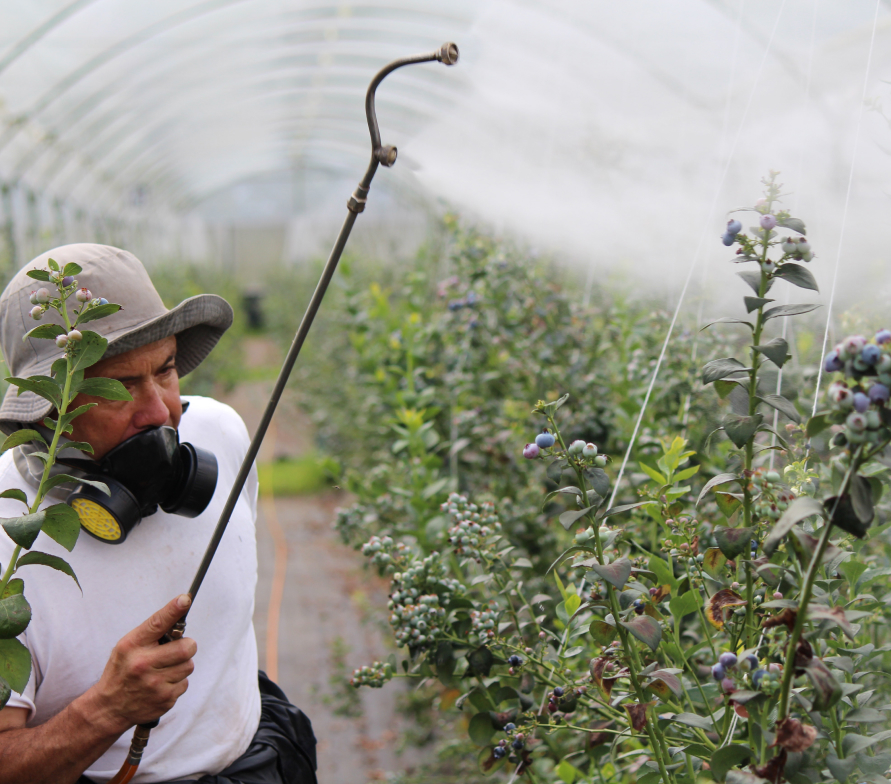 Man in greenhouse spraying plants