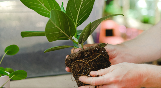 Hands supporting plant free from pot