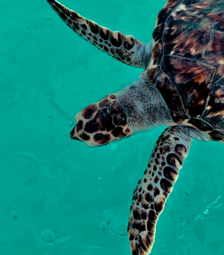 Turtle swimming in the ocean